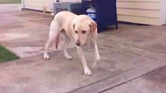 Пёс засыпает находу - смотреть видео (0:56)