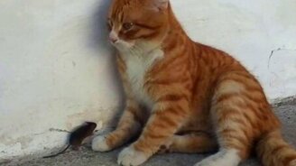 Рыжий кот и мышка-малышка - смотреть видео (0:58)