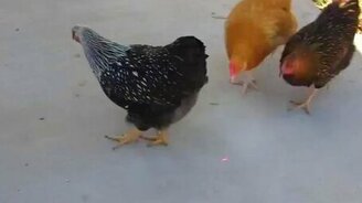 Курочки и лазер - смотреть видео (1:30)