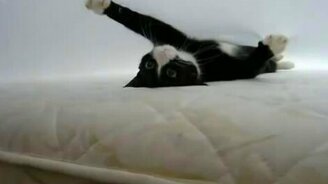 Любимая кошачья игра - смотреть видео (0:37)