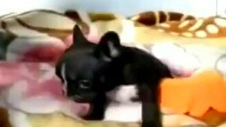 Маленький, но очень злой - смотреть видео (0:39)