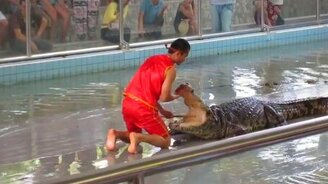 Представление с аллигатором - смотреть видео (1:35)