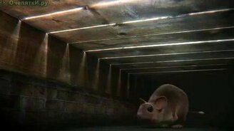 Мышка VS пылесоса - смотреть видео (0:31)