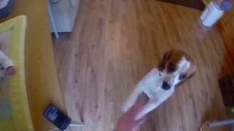 Пёс помогает менять подгузник - смотреть видео (1:06)