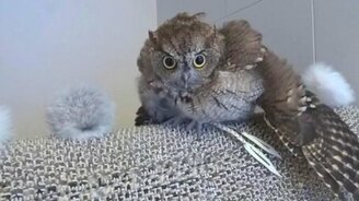 Сова купается и сушится - смотреть видео (5:54)