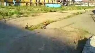 Утки атакуют электрика - смотреть видео (0:55)