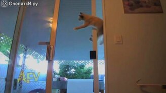 Кот-дверолаз - смотреть видео (0:26)