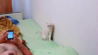 Патриотичная кошка - смотреть видео (0:52)