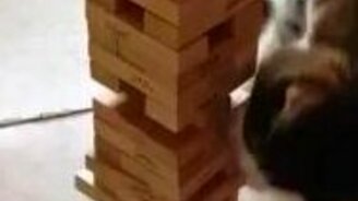 Кот играет в дженгу - смотреть видео (1:23)