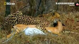 Хитрая импала - смотреть видео (1:48)