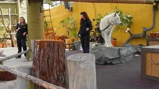 Люди воют за компанию с волком - смотреть видео (1:08)