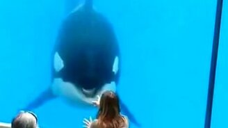 Дрессированная касатка - смотреть видео (2:32)