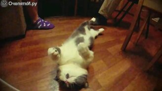 Прыжок коротколапого кота - смотреть видео (1:00)