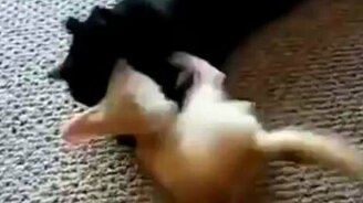 Чёрный кот против лисёнка - смотреть видео (0:32)