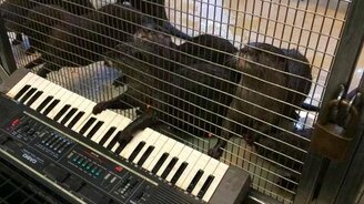 Выдры играют на органе - смотреть видео (0:32)