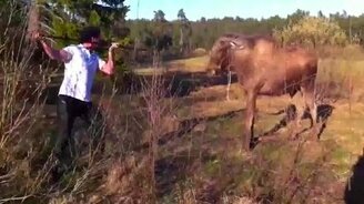 Отогнал лося - смотреть видео (0:32)