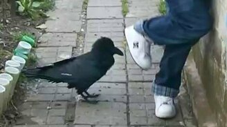 Дикий ворон, а говорящий - смотреть видео (1:54)