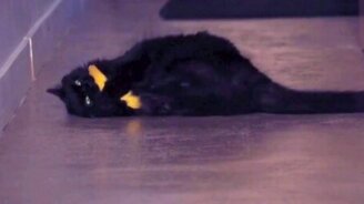 А вы зависимы? - смотреть видео (1:31)