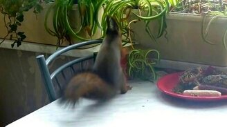 Как живёт домашняя белочка - смотреть видео (5:05)