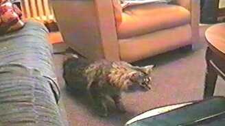 41 самый эффектный кошачий прыжок - смотреть видео (1:34)