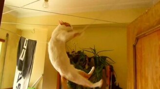 Настоящий цирковой кот - смотреть видео (0:56)