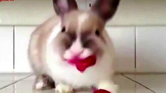 Забавные ролики в нарезке - смотреть видео (4:35)