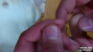 Как извлечь клеща из собаки - смотреть видео (2:09)