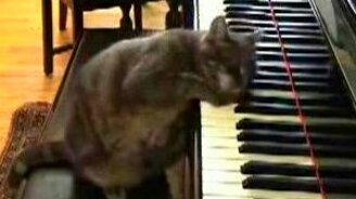 Моцарт кот - смотреть видео (1:28)
