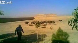 Мужик против страуса - смотреть видео (0:21)