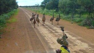 Как приманить дикого страуса - смотреть видео (2:18)