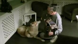 Собака поёт под гармошку - смотреть видео (1:23)