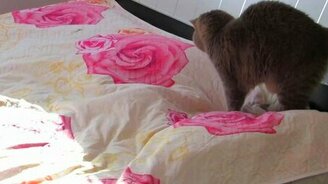 Коварный кот - смотреть видео (0:58)