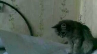 Коты и чертежи - смотреть видео (4:18)