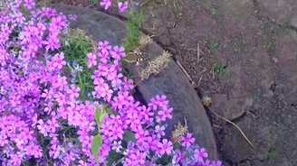 Редкое насекомое - смотреть видео (0:31)