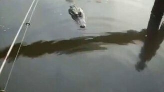 Девочка пугает крокодила - смотреть видео (0:17)