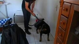 Пропылесосили собаку - смотреть видео (0:42)