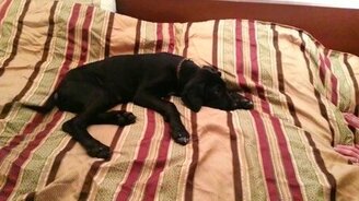 Время просыпаться! - смотреть видео (2:13)