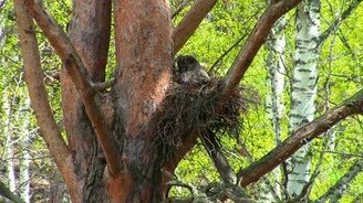 Совушка-сова - смотреть видео (2:15)