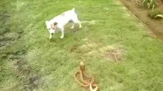 Пёс против кобры - смотреть видео (1:47)