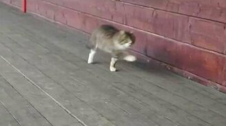 Кот марширует - смотреть видео (0:18)