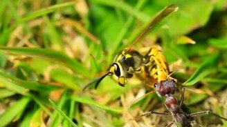 Муравей против осы - смотреть видео (3:00)