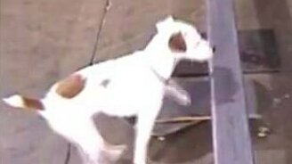 Собака скейтер - смотреть видео (0:52)