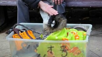 Забота о пожилой хаски - смотреть видео (1:04)