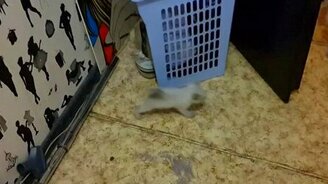 Хвост торчком! - смотреть видео (1:10)