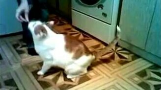 Дрессирую кошака - смотреть видео (1:09)