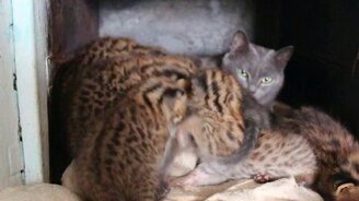 Дальневосточные котята у приёмной мамы-кошки - смотреть видео (1:03)