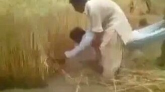 Самодельный комбайн по-индийски - смотреть видео (0:53)