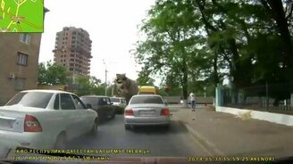 Забери обратно свой мусор! - смотреть видео (0:13)