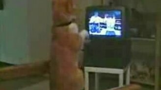 Кот болельщик - смотреть видео (0:27)