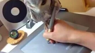 Совушка на руке - смотреть видео (2:06)